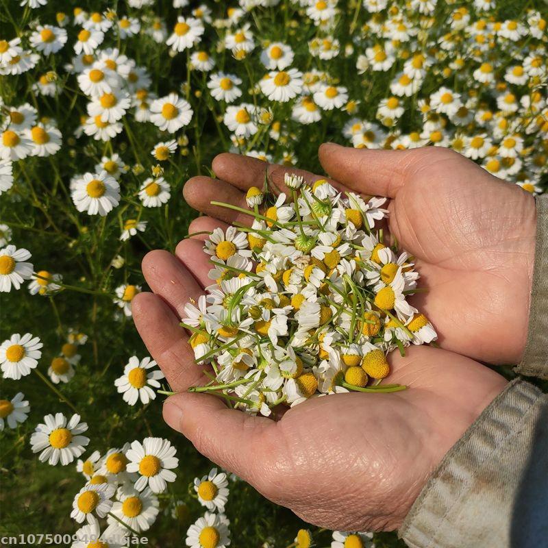 100% natuurlijke gedroogde kam - Chamomile Tea recensie en prijs